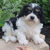 Cavachon Puppies for sale in Canton, OH, USA. price: NA