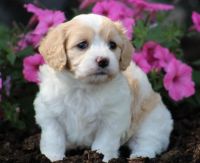 Cavachon Puppies for sale in Marlborough, MA, USA. price: NA