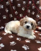 Cavachon Puppies for sale in Green Bay, WI, USA. price: NA
