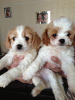 Cavachon Puppies for sale in Las Vegas, NV 89109, USA. price: NA