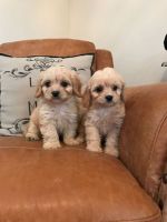 Cavachon Puppies for sale in Edison, NJ 08837, USA. price: NA