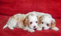 Cavachon Puppies for sale in New York County, New York, NY, USA. price: NA
