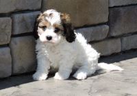Cavachon Puppies for sale in Louisville, KY, USA. price: NA