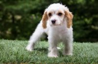 Cavachon Puppies for sale in Middle River, MD, USA. price: NA