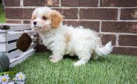 Cavachon Puppies for sale in Auburn, IN 46706, USA. price: NA