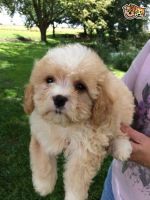 Cavachon Puppies for sale in Colorado Springs, CO, USA. price: NA