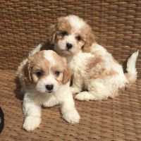 Cavachon Puppies for sale in Maryland Rd, Willow Grove, PA 19090, USA. price: NA
