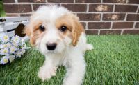 Cavachon Puppies for sale in Hebron, ND 58638, USA. price: NA