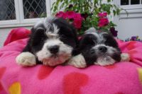 Cavachon Puppies for sale in Manchester, NH, USA. price: NA