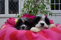 Cavachon Puppies for sale in 103 Broadway, New York, NY 10025, USA. price: NA