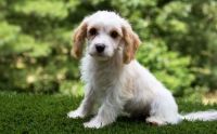 Cavachon Puppies for sale in Pittsburgh, PA, USA. price: NA