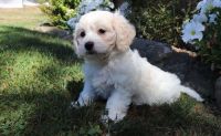 Cavachon Puppies for sale in Manassas, VA, USA. price: NA