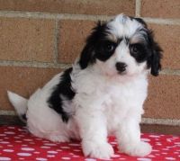 Cavachon Puppies for sale in Milwaukee, WI, USA. price: NA
