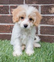 Cavachon Puppies for sale in New Haven, CT, USA. price: NA