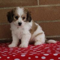 Cavachon Puppies for sale in Garland City, AR, USA. price: NA