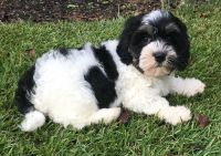 Cavachon Puppies for sale in Houston, MS 38851, USA. price: NA
