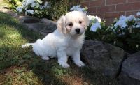 Cavachon Puppies for sale in Florissant, MO, USA. price: NA