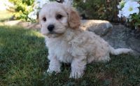 Cavachon Puppies for sale in Glasston, ND 58236, USA. price: NA