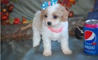 Cavachon Puppies for sale in Macomb, MI 48042, USA. price: NA