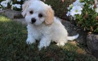 Cavachon Puppies for sale in Chesnee, SC 29323, USA. price: NA