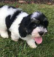 Cavachon Puppies for sale in Yazoo City, MS 39194, USA. price: NA