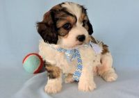 Cavachon Puppies for sale in Birmingham, AL, USA. price: NA