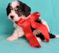 Cavachon Puppies for sale in Quechee, Hartford, VT, USA. price: NA