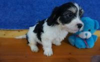 Cavachon Puppies for sale in Pewaukee, WI, USA. price: NA