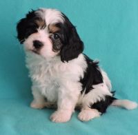 Cavachon Puppies for sale in Guernsey, WY, USA. price: NA
