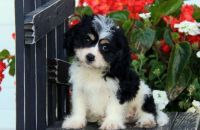 Cavachon Puppies for sale in Montevallo, AL 35115, USA. price: NA