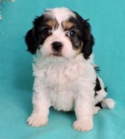 Cavachon Puppies for sale in Dickinson, ND 58601, USA. price: NA