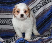 Cavachon Puppies for sale in Waterboro, ME, USA. price: NA