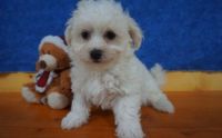 Cavachon Puppies for sale in Manilla, IN 46150, USA. price: NA