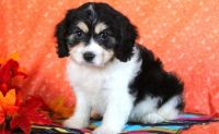 Cavachon Puppies for sale in Bluff City, AR, USA. price: NA