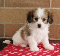 Cavachon Puppies for sale in Queen City, MO 63561, USA. price: NA