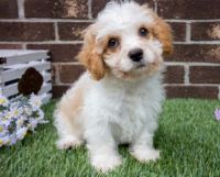 Cavachon Puppies for sale in Jersey City, NJ, USA. price: NA