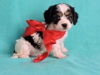 Cavachon Puppies for sale in Downey, CA 90241, USA. price: NA