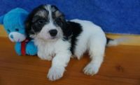 Cavachon Puppies for sale in Roderfield, WV 24828, USA. price: NA