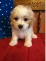 Cavachon Puppies for sale in SC-9, Chester, SC, USA. price: NA