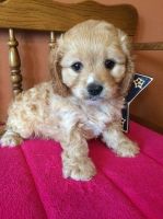 Cavachon Puppies for sale in SC-9, Chester, SC, USA. price: NA