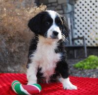 Cavachon Puppies for sale in 4 Hershey Ave, Paradise, PA 17562, USA. price: NA