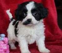 Cavachon Puppies for sale in Lanai City, HI 96763, USA. price: NA