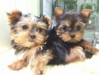 Cavachon Puppies for sale in 15201 San Pedro Ave, San Antonio, TX 78232, USA. price: NA