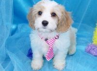 Cavachon Puppies for sale in Bowling Green, KY, USA. price: NA