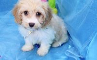 Cavachon Puppies for sale in Tinley Park, IL, USA. price: NA