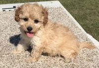 Cavachon Puppies for sale in Buechel, KY 40218, USA. price: NA