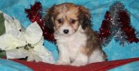 Cavachon Puppies for sale in Lansing, MI 48912, USA. price: NA