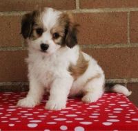 Cavachon Puppies for sale in Garden City, ID, USA. price: NA