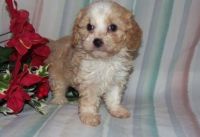 Cavachon Puppies for sale in Bexley, OH 43209, USA. price: NA