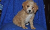 Cavachon Puppies for sale in Phoenix, AZ 85024, USA. price: NA
